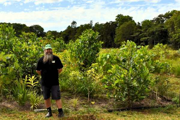 Pocket forests sprout up nationwide