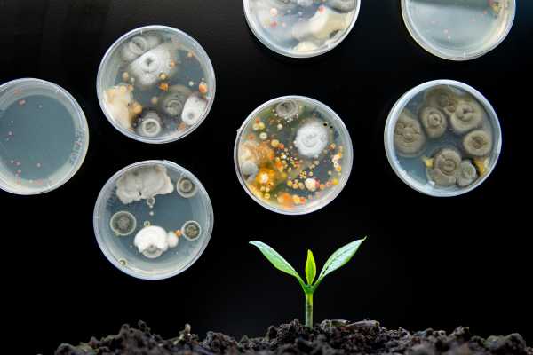 loam-soil-carbon