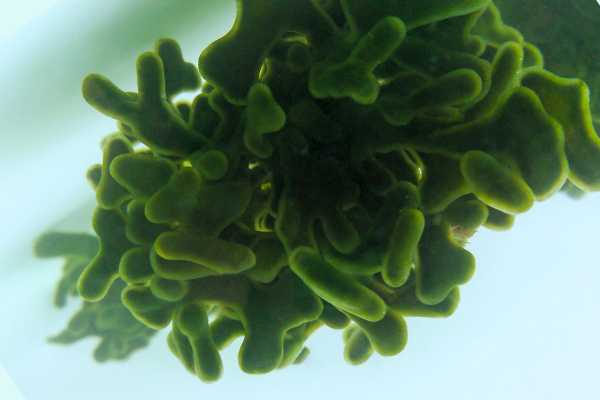 The macroalgae that suck up waste