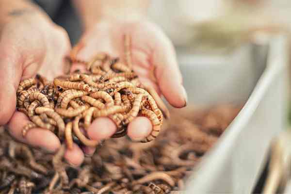 Wriggly solution with a taste for food waste