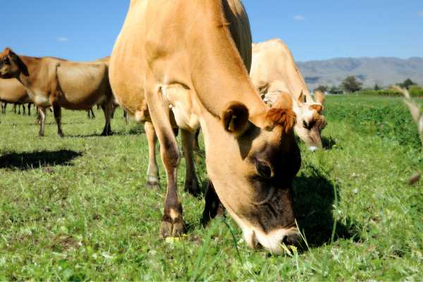 Nature’s synthetic fertiliser fix