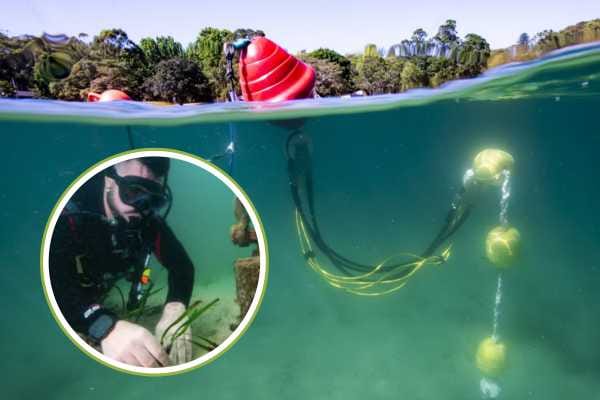 Seagrass returns to Balmoral waters