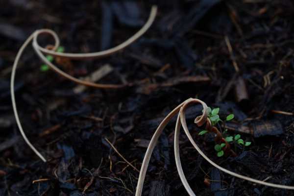 E-seed-germination